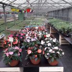 Horticulture Hautenauve SRL