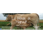 La blonde de Mignault  - Ferme Haubrouge