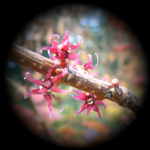 Pépinière du Vent Val